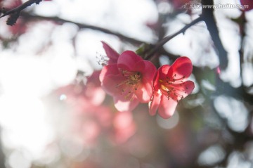 贴梗海棠