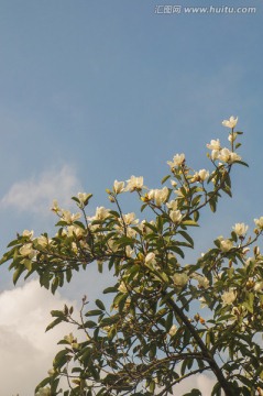 玉兰花