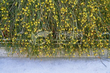 迎春花植物墙 花墙