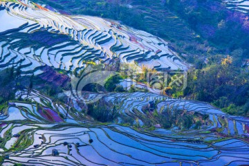 元阳梯田