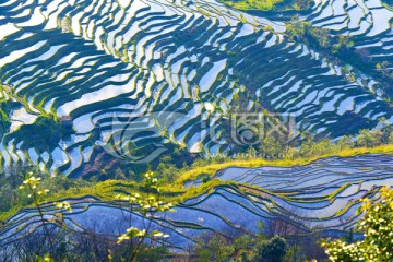 元阳坝达梯田