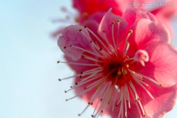 桃花 花蕊 特写 花瓣 春天