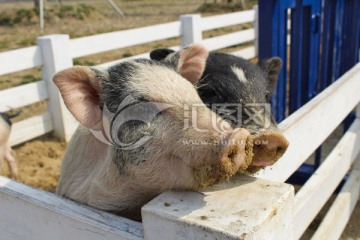 泰迪农场 猪