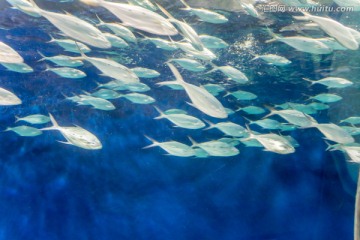 深海鱼群 海底世界