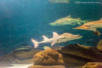 大白鲨 海底世界海洋馆
