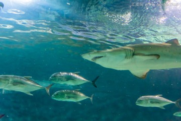 大白鲨 海底世界海洋馆
