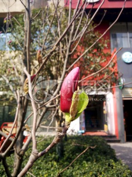女郎花 玉兰花