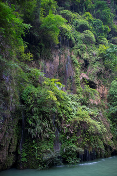 峡谷植被