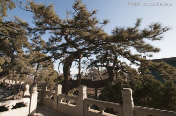 北京戒台寺 卧龙松