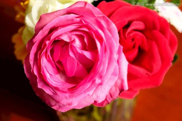 鲜花