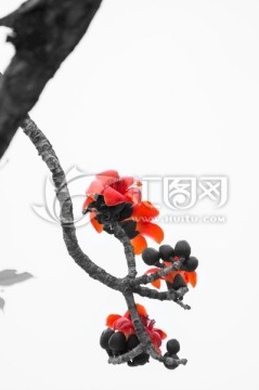 木棉花开