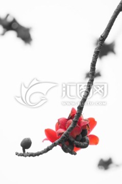 木棉花开