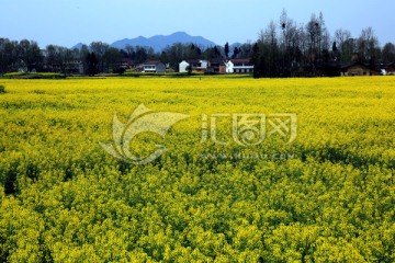 汉中油菜花 高格