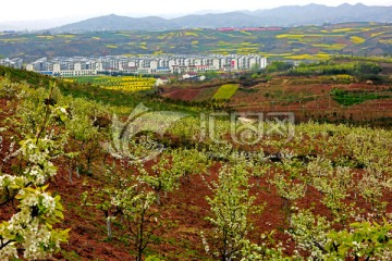 汉中油菜花 高格