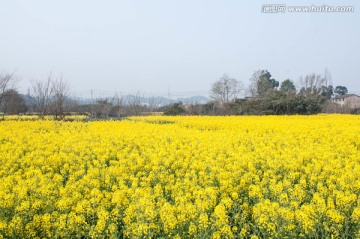 油菜花