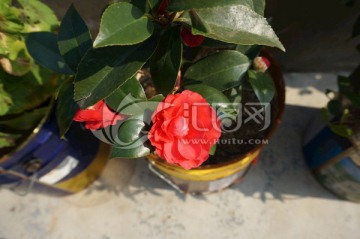 红色茶花