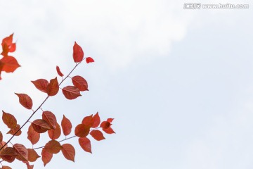白底 红树叶