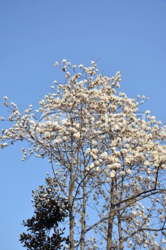 玉兰树开花