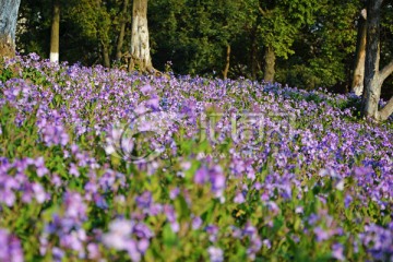 大片紫色花朵