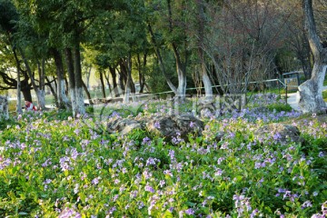 田野紫色花丛