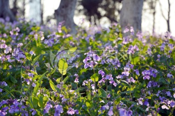 二月兰花丛