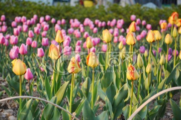 郁金香花田