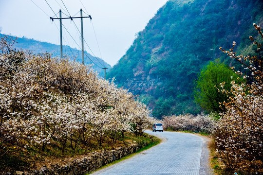 樱桃花