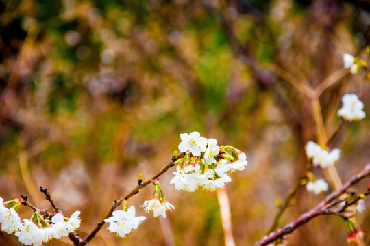 樱桃花