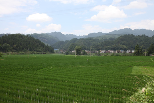 田野