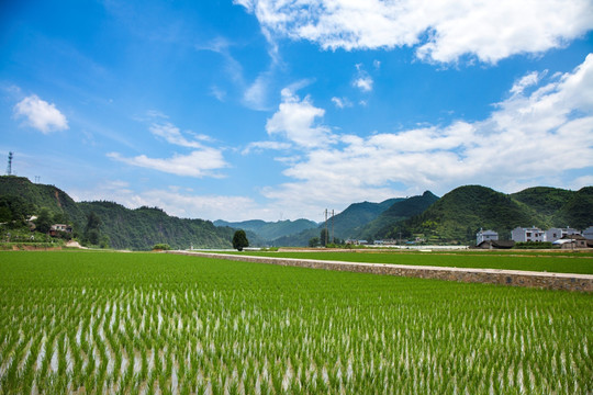 水稻基地