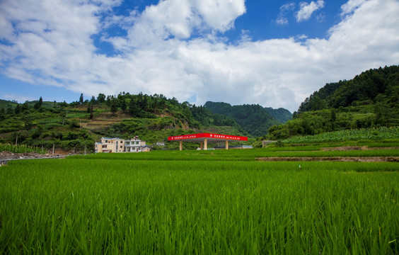 龙田水稻