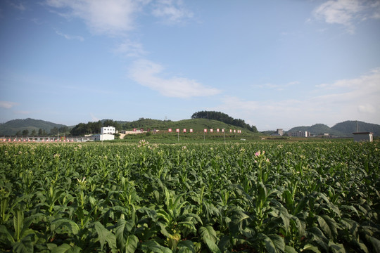 天马白岩坪烤烟