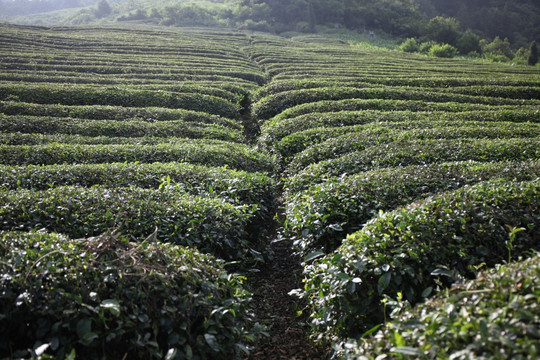 茶山素材