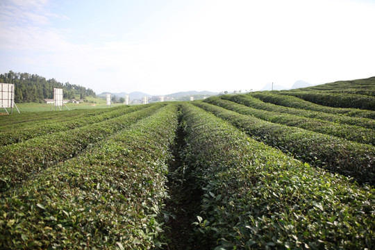 茶叶山