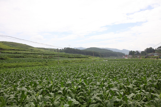 烤烟田
