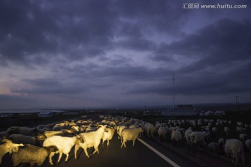 羊群跨越青藏公路