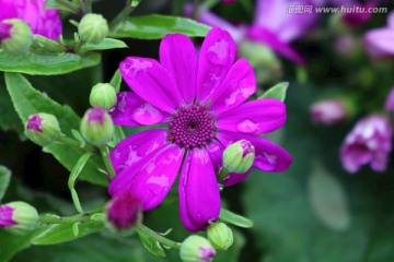 紫色菊花花卉