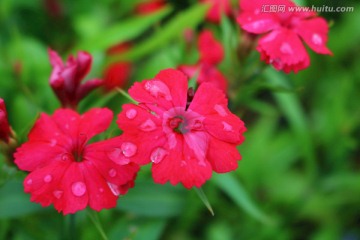 红色小花美女樱