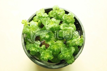 绿色薄荷