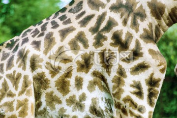 长颈鹿斑纹