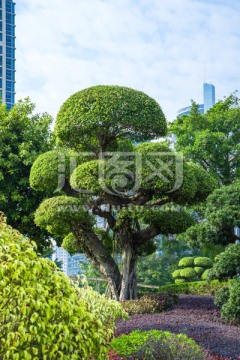 园艺景观树盆景