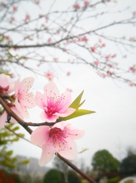 桃花开了