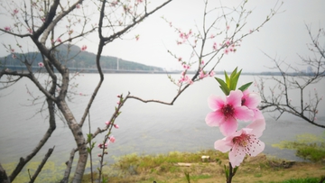 桃花开了