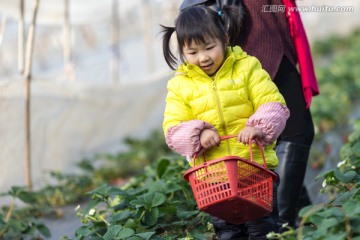 摘草莓的女孩