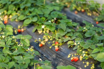 大棚里的草莓