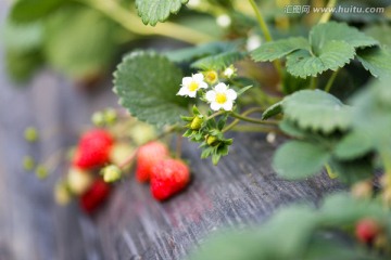大棚里的草莓花