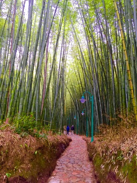 竹林小道 