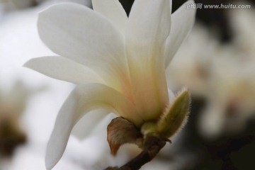 玉兰花 花蕾 玉兰 花朵 特写