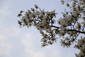 玉兰花 花蕾 玉兰 花朵 盛开