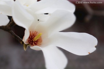 玉兰花 花蕾 花蕊 花朵 特写